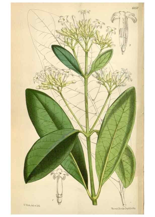 Reproducción/Reproduction 34431977484: Curtis's botanical magazine.. London ; New York [etc.] :Academic Press [etc.]