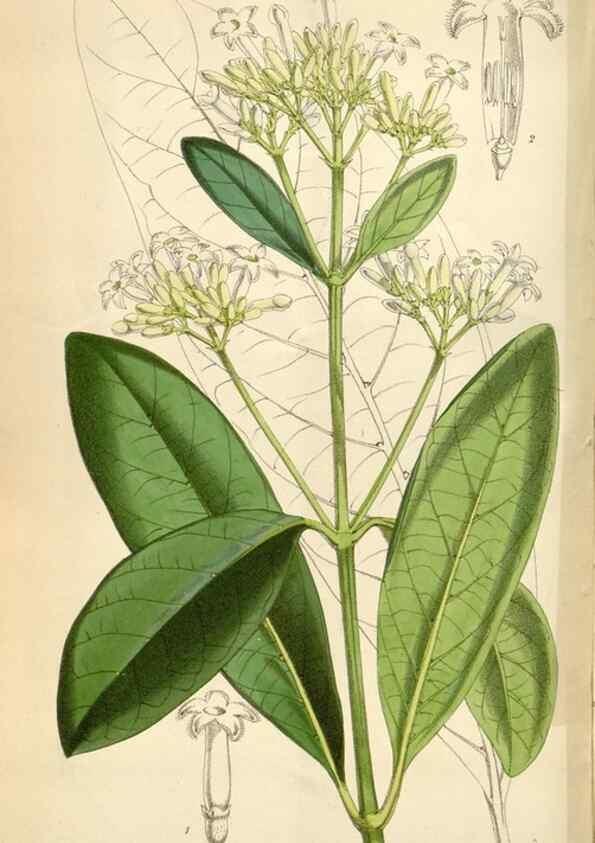 Reproducción/Reproduction 34431977484: Curtis's botanical magazine.. London ; New York [etc.] :Academic Press [etc.]
