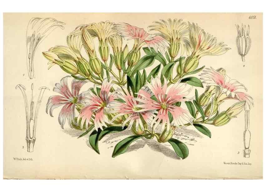 Reproducción/Reproduction 35235226566: Curtis's botanical magazine.. London ; New York [etc.] :Academic Press [etc.]