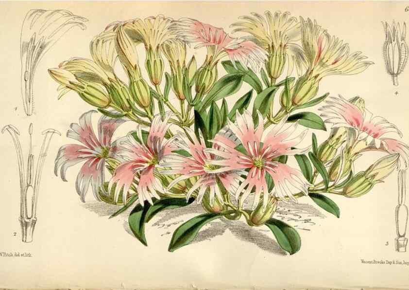 Reproducción/Reproduction 35235226566: Curtis's botanical magazine.. London ; New York [etc.] :Academic Press [etc.]