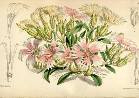 Reproducción/Reproduction 35235226566: Curtis's botanical magazine.. London ; New York [etc.] :Academic Press [etc.]