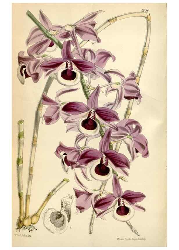 Reproducción/Reproduction 34888411610: Curtis's botanical magazine.. London ; New York [etc.] :Academic Press [etc.]