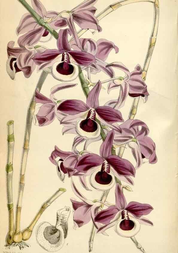 Reproducción/Reproduction 34888411610: Curtis's botanical magazine.. London ; New York [etc.] :Academic Press [etc.]