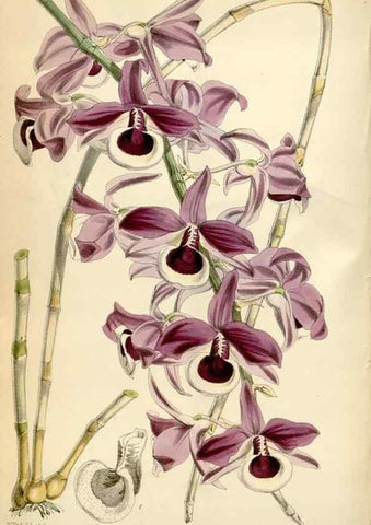 Reproducción/Reproduction 34888411610: Curtis's botanical magazine.. London ; New York [etc.] :Academic Press [etc.]