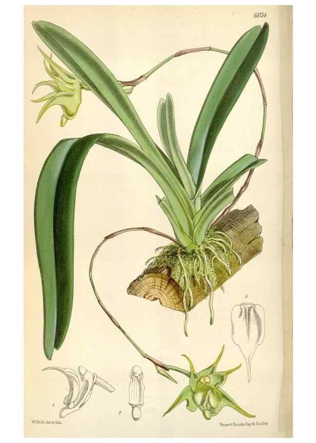 Reproducción/Reproduction 35145514981: Curtis's botanical magazine.. London ; New York [etc.] :Academic Press [etc.]