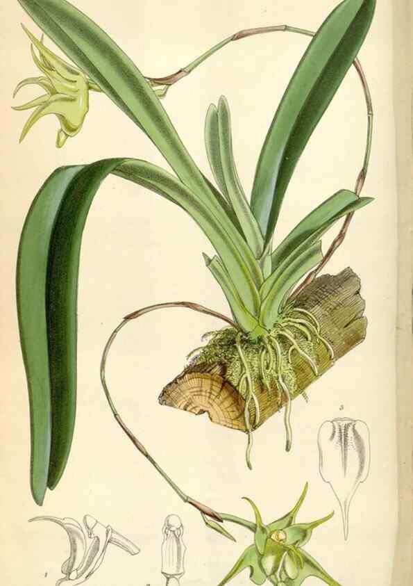 Reproducción/Reproduction 35145514981: Curtis's botanical magazine.. London ; New York [etc.] :Academic Press [etc.]