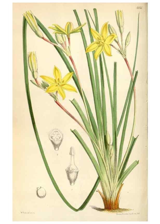 Reproducción/Reproduction 35109106202: Curtis's botanical magazine.. London ; New York [etc.] :Academic Press [etc.]