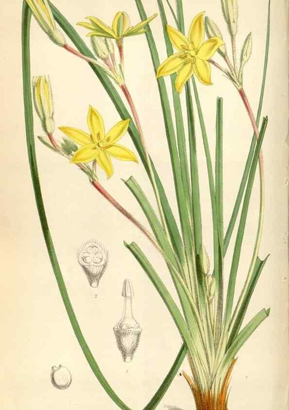 Reproducción/Reproduction 35109106202: Curtis's botanical magazine.. London ; New York [etc.] :Academic Press [etc.]