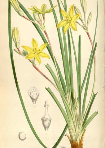 Reproducción/Reproduction 35109106202: Curtis's botanical magazine.. London ; New York [etc.] :Academic Press [etc.]