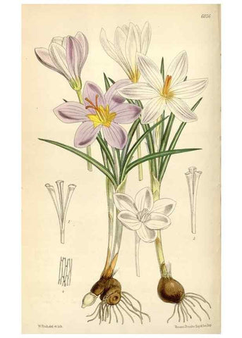 Reproducción/Reproduction 35109108422: Curtis's botanical magazine.. London ; New York [etc.] :Academic Press [etc.]