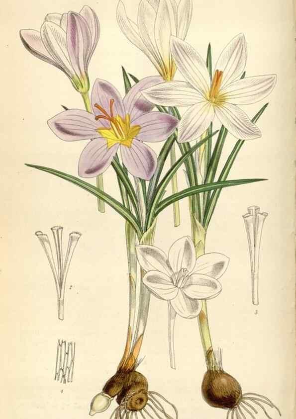Reproducción/Reproduction 35109108422: Curtis's botanical magazine.. London ; New York [etc.] :Academic Press [etc.]