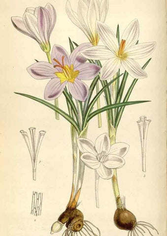 Reproducción/Reproduction 35109108422: Curtis's botanical magazine.. London ; New York [etc.] :Academic Press [etc.]