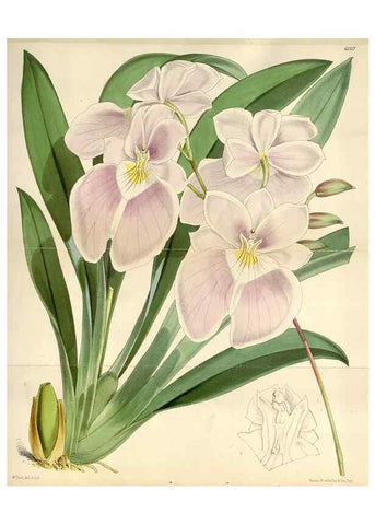 Reproducción/Reproduction 34431936884: Curtis's botanical magazine.. London ; New York [etc.] :Academic Press [etc.]