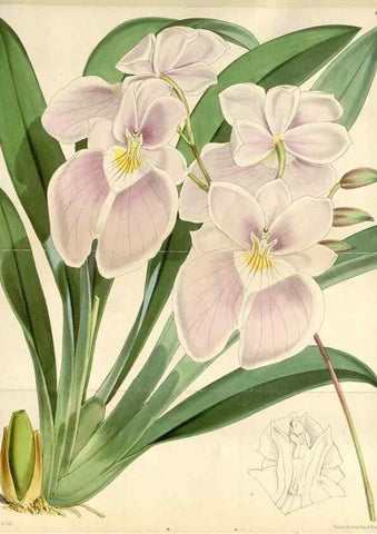 Reproducción/Reproduction 34431936884: Curtis's botanical magazine.. London ; New York [etc.] :Academic Press [etc.]