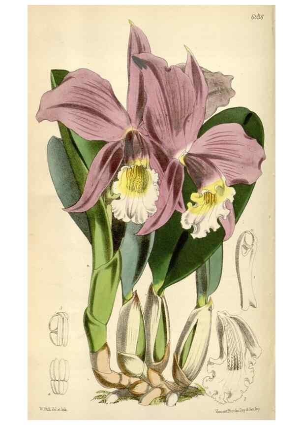 Reproducción/Reproduction 34466022853: Curtis's botanical magazine.. London ; New York [etc.] :Academic Press [etc.]
