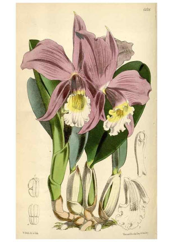 Reproducción/Reproduction 34466022853: Curtis's botanical magazine.. London ; New York [etc.] :Academic Press [etc.]