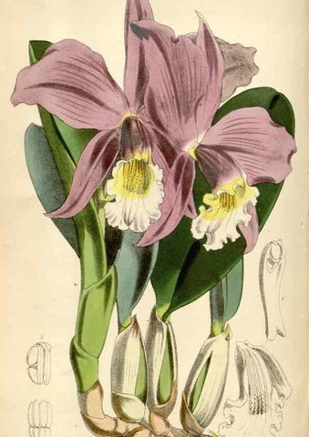 Reproducción/Reproduction 34466022853: Curtis's botanical magazine.. London ; New York [etc.] :Academic Press [etc.]