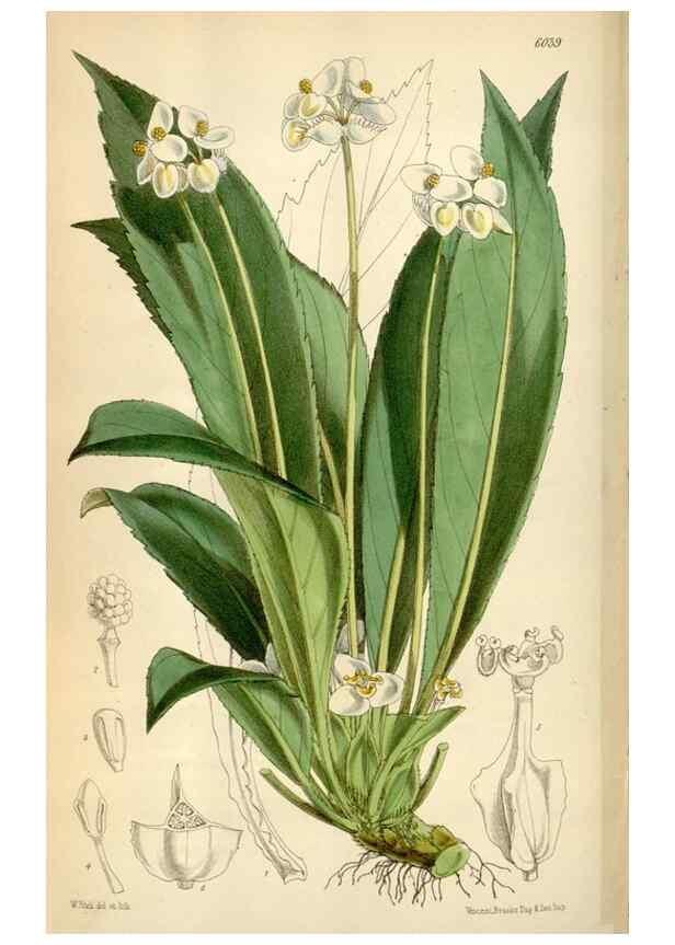 Reproducción/Reproduction 34466026343: Curtis's botanical magazine.. London ; New York [etc.] :Academic Press [etc.]
