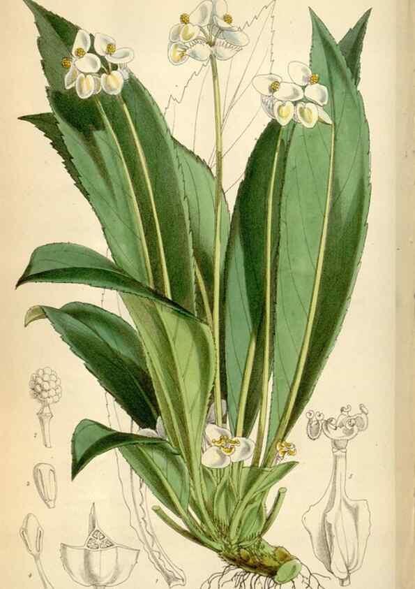 Reproducción/Reproduction 34466026343: Curtis's botanical magazine.. London ; New York [etc.] :Academic Press [etc.]