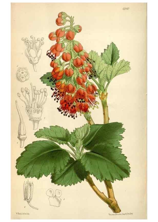 Reproducción/Reproduction 35275747695: Curtis's botanical magazine.. London ; New York [etc.] :Academic Press [etc.]