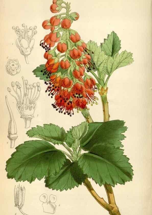 Reproducción/Reproduction 35275747695: Curtis's botanical magazine.. London ; New York [etc.] :Academic Press [etc.]