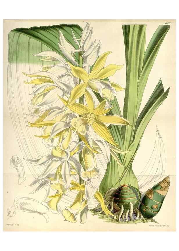 Reproducción/Reproduction 34466011393: Curtis's botanical magazine.. London ; New York [etc.] :Academic Press [etc.]