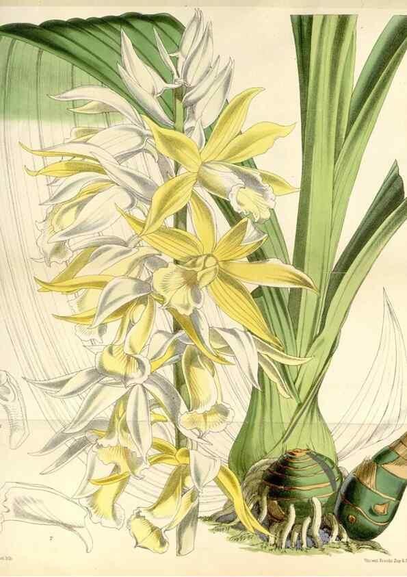 Reproducción/Reproduction 34466011393: Curtis's botanical magazine.. London ; New York [etc.] :Academic Press [etc.]