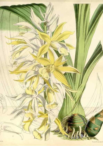 Reproducción/Reproduction 34466011393: Curtis's botanical magazine.. London ; New York [etc.] :Academic Press [etc.]