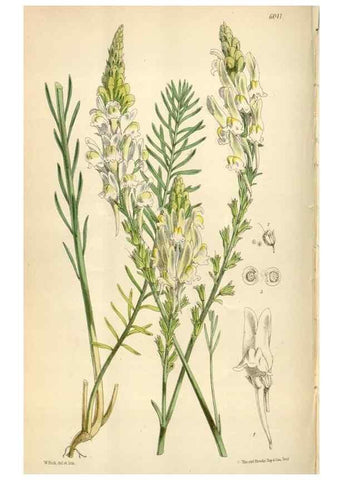 Reproducción/Reproduction 34431946634: Curtis's botanical magazine.. London ; New York [etc.] :Academic Press [etc.]