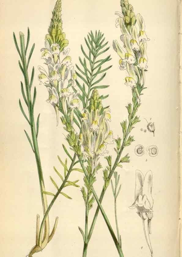 Reproducción/Reproduction 34431946634: Curtis's botanical magazine.. London ; New York [etc.] :Academic Press [etc.]