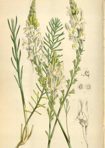 Reproducción/Reproduction 34431946634: Curtis's botanical magazine.. London ; New York [etc.] :Academic Press [etc.]