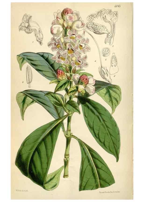 Reproducción/Reproduction 34431951764: Curtis's botanical magazine.. London ; New York [etc.] :Academic Press [etc.]