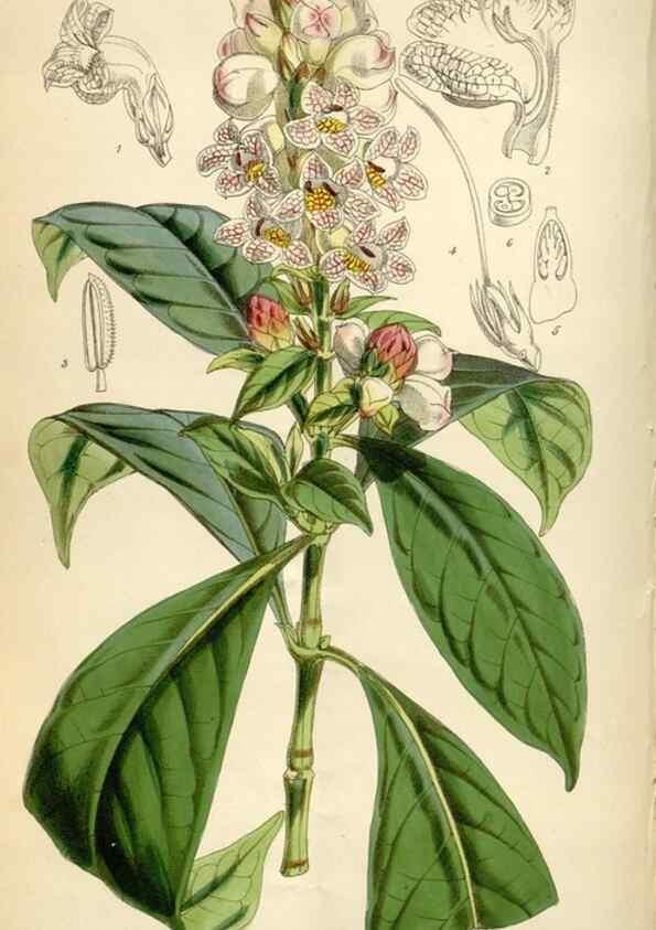 Reproducción/Reproduction 34431951764: Curtis's botanical magazine.. London ; New York [etc.] :Academic Press [etc.]