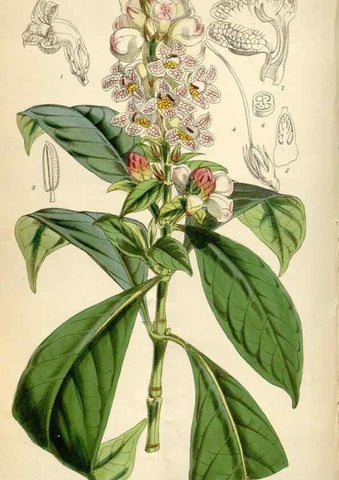 Reproducción/Reproduction 34431951764: Curtis's botanical magazine.. London ; New York [etc.] :Academic Press [etc.]
