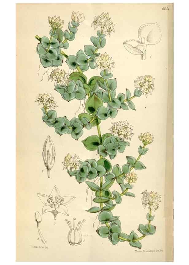 Reproducción/Reproduction 34431955244: Curtis's botanical magazine.. London ; New York [etc.] :Academic Press [etc.]