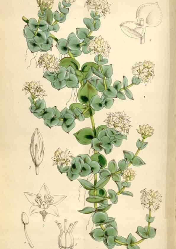 Reproducción/Reproduction 34431955244: Curtis's botanical magazine.. London ; New York [etc.] :Academic Press [etc.]