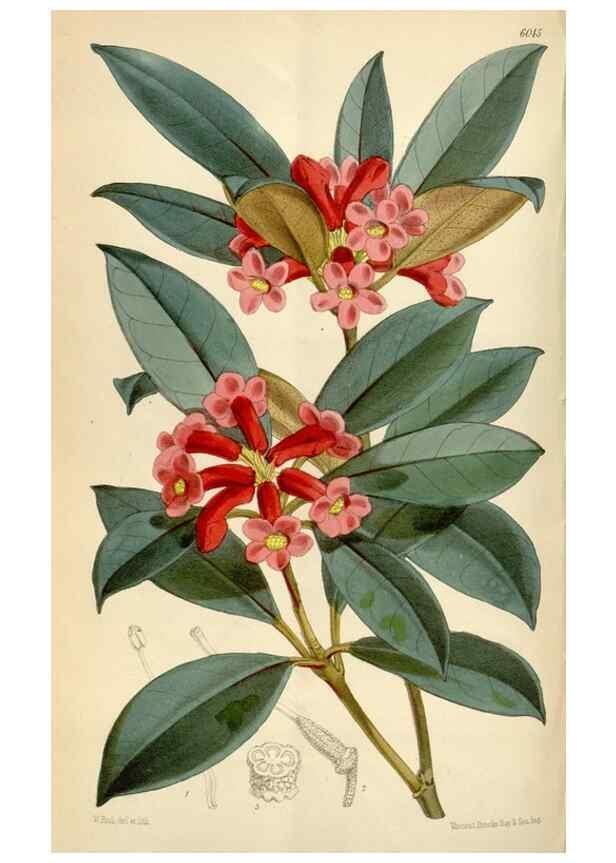 Reproducción/Reproduction 35145530871: Curtis's botanical magazine.. London ; New York [etc.] :Academic Press [etc.]