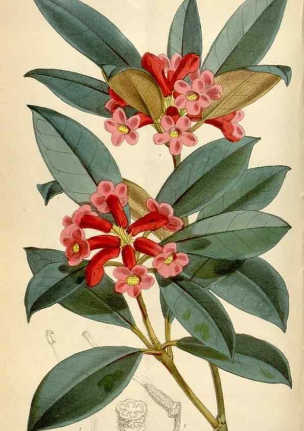 Reproducción/Reproduction 35145530871: Curtis's botanical magazine.. London ; New York [etc.] :Academic Press [etc.]