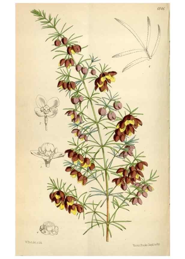 Reproducción/Reproduction 35145532741: Curtis's botanical magazine.. London ; New York [etc.] :Academic Press [etc.]