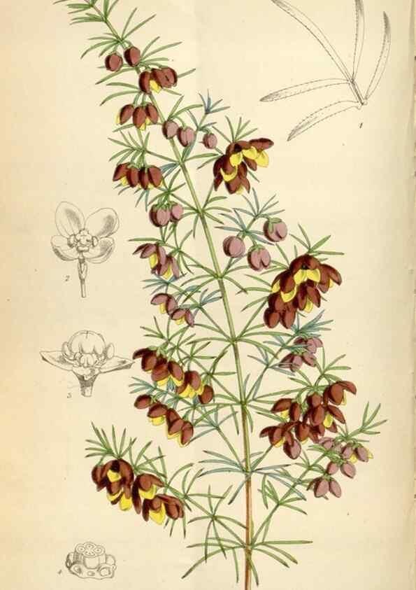 Reproducción/Reproduction 35145532741: Curtis's botanical magazine.. London ; New York [etc.] :Academic Press [etc.]