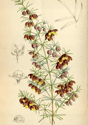 Reproducción/Reproduction 35145532741: Curtis's botanical magazine.. London ; New York [etc.] :Academic Press [etc.]