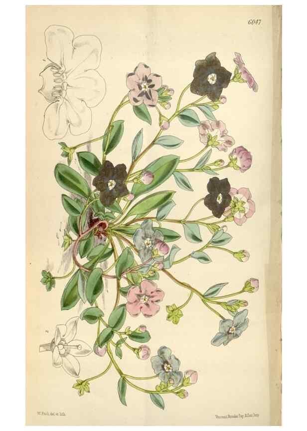 Reproducción/Reproduction 35235220706: Curtis's botanical magazine.. London ; New York [etc.] :Academic Press [etc.]