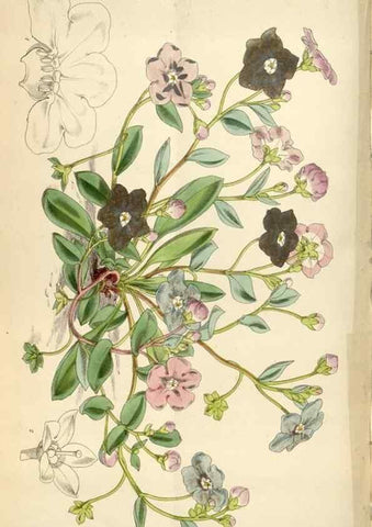 Reproducción/Reproduction 35235220706: Curtis's botanical magazine.. London ; New York [etc.] :Academic Press [etc.]