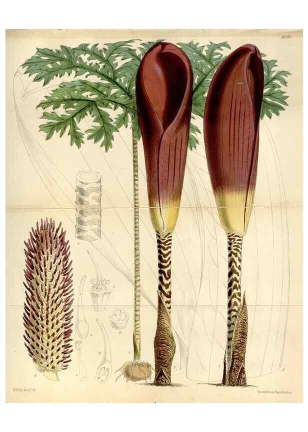 Reproducción/Reproduction 35145535491: Curtis's botanical magazine.. London ; New York [etc.] :Academic Press [etc.]