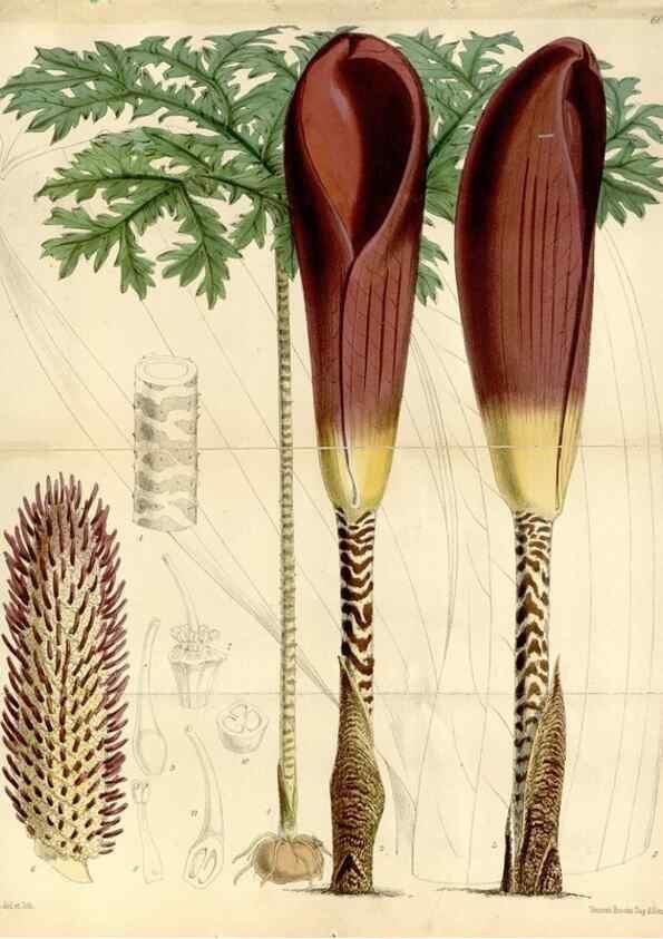 Reproducción/Reproduction 35145535491: Curtis's botanical magazine.. London ; New York [etc.] :Academic Press [etc.]