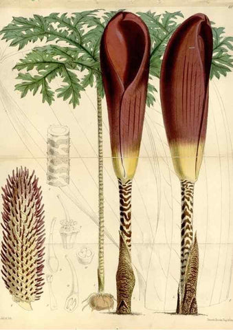 Reproducción/Reproduction 35145535491: Curtis's botanical magazine.. London ; New York [etc.] :Academic Press [etc.]