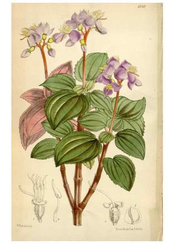 Reproducción/Reproduction 34888410670: Curtis's botanical magazine.. London ; New York [etc.] :Academic Press [etc.]