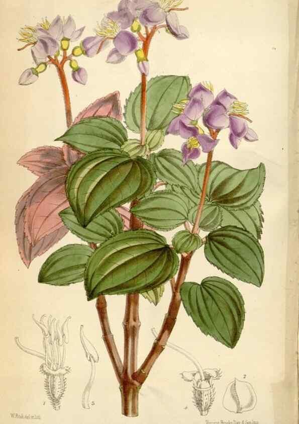 Reproducción/Reproduction 34888410670: Curtis's botanical magazine.. London ; New York [etc.] :Academic Press [etc.]