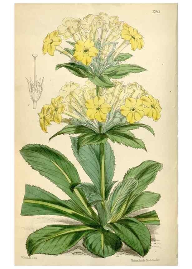 Reproducción/Reproduction 34466035963: Curtis's botanical magazine.. London ; New York [etc.] :Academic Press [etc.]