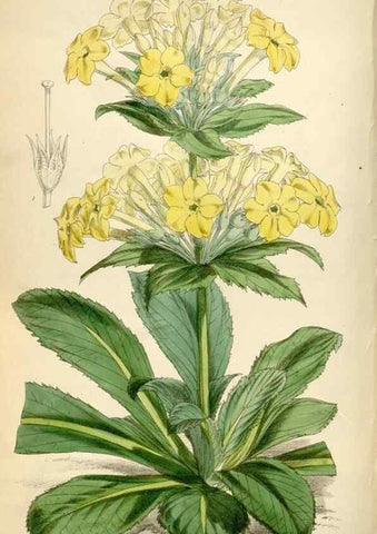 Reproducción/Reproduction 34466035963: Curtis's botanical magazine.. London ; New York [etc.] :Academic Press [etc.]